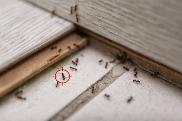 Best Wasp Removal Services  in Dash Point, WA