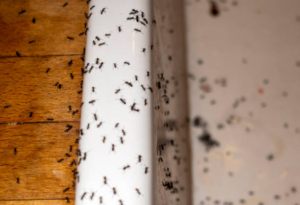 Best Pest Removal Services  in Dash Point, WA