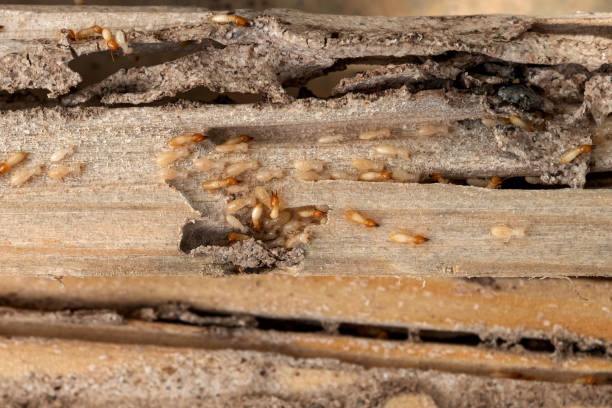 Best Wildlife Control Services  in Dash Point, WA